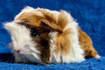 Peruvian Guinea Pigs for Sale in Las Cruces, New Mexico - Agouti Girl | PetCurious